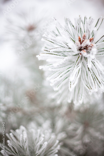 Coniferous branches covered with hoarfrost