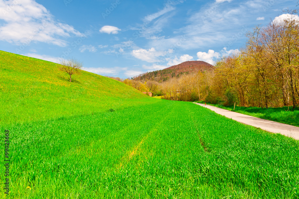 Fototapeta premium Asphalt Path