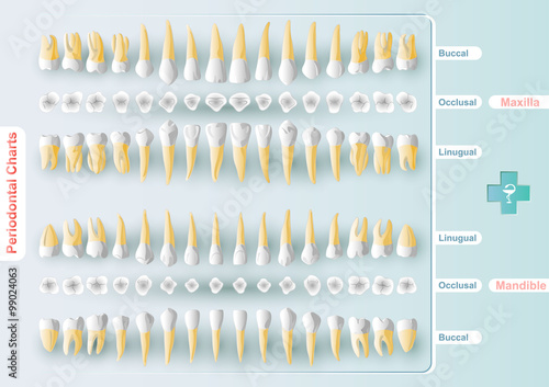  Dental and Periodontal Charting