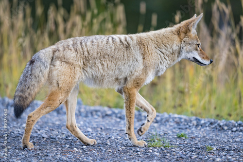 Coyote  Canis Latrans 