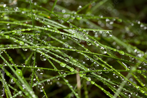Rain drop on grass