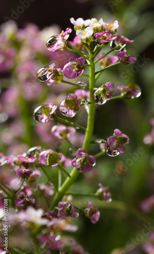 Wallpaper Mural Flowers at rain Torontodigital.ca