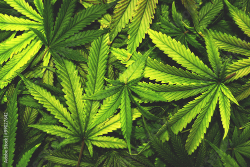Fototapeta Naklejka Na Ścianę i Meble -  Cannabis Texture Marijuana Leaf Pile Background with Flat Vintage Style