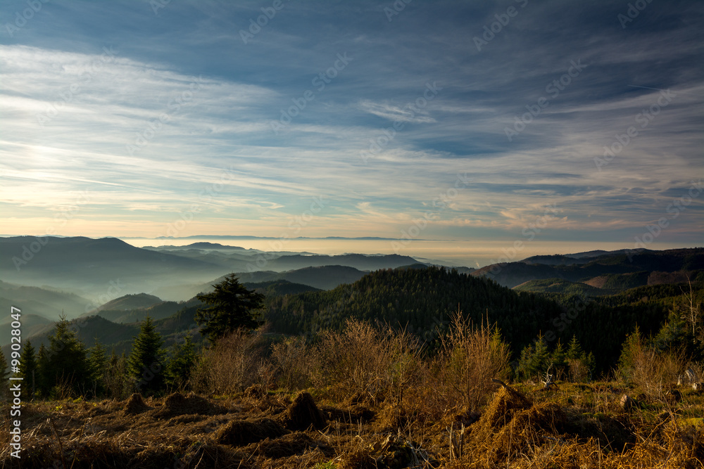 Schwarzwald - Zuflucht