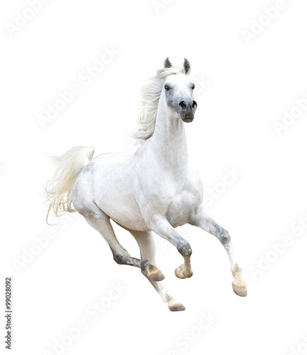 white arabian horse isolated on white