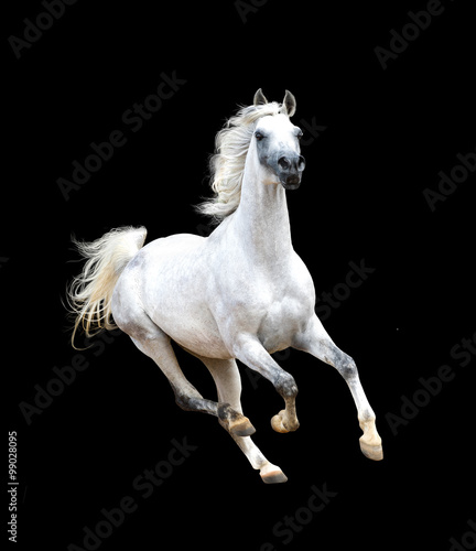 white arabian horse isolated on black background © Olga Itina