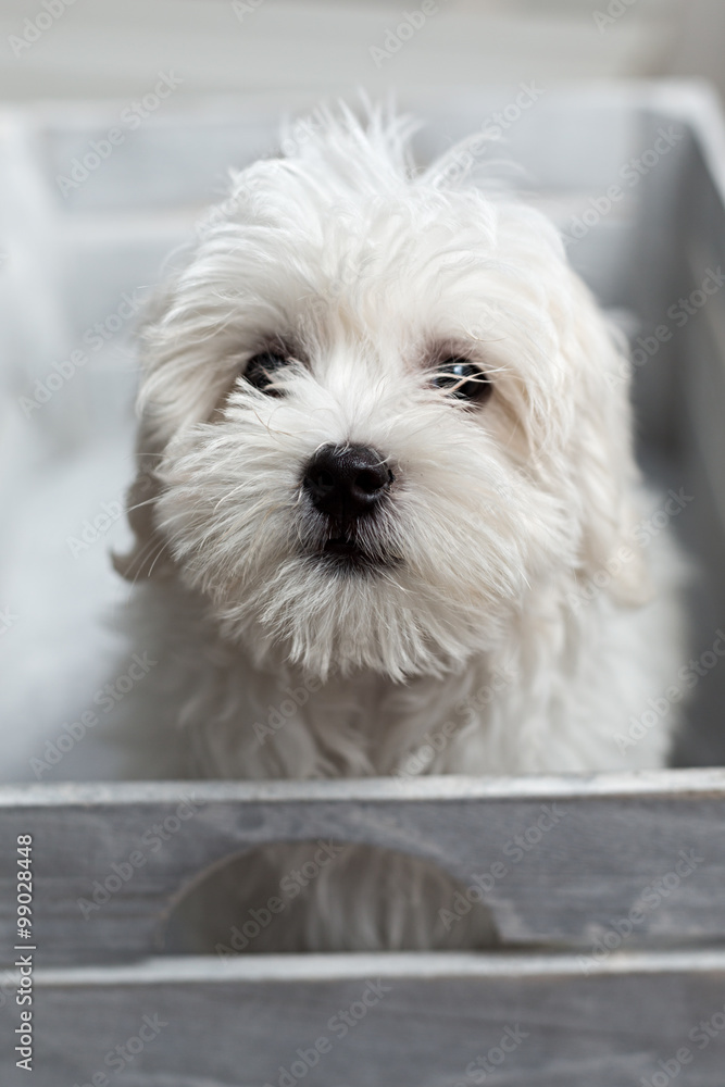 Cachorro de bichón maltés metido en una caja.