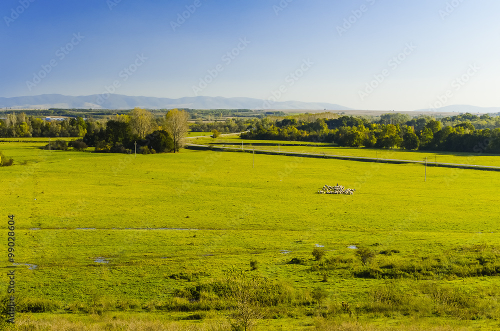 A huge pasture landscape with flock of sheep - Landscape