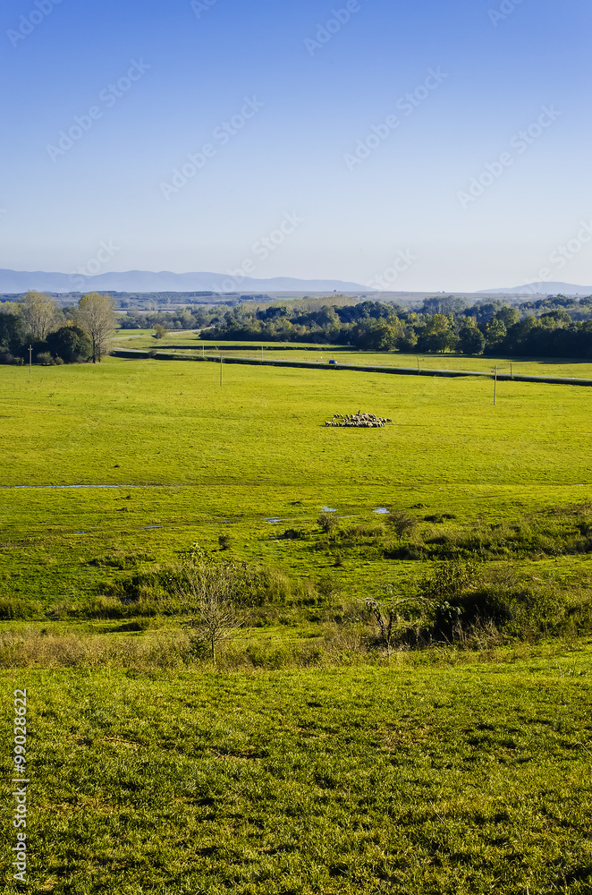 Fototapeta premium A huge pasture with herd of sheep - Landscape