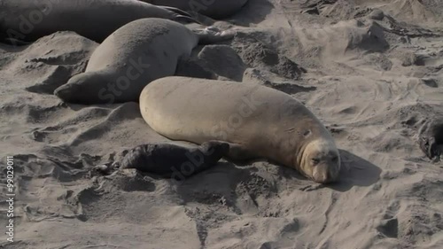 Female elephant seals with pups interact on a beach in San Simeon, California, USA.