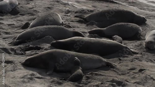 Female elephant seals with pups interact on a beach in San Simeon, California, USA.