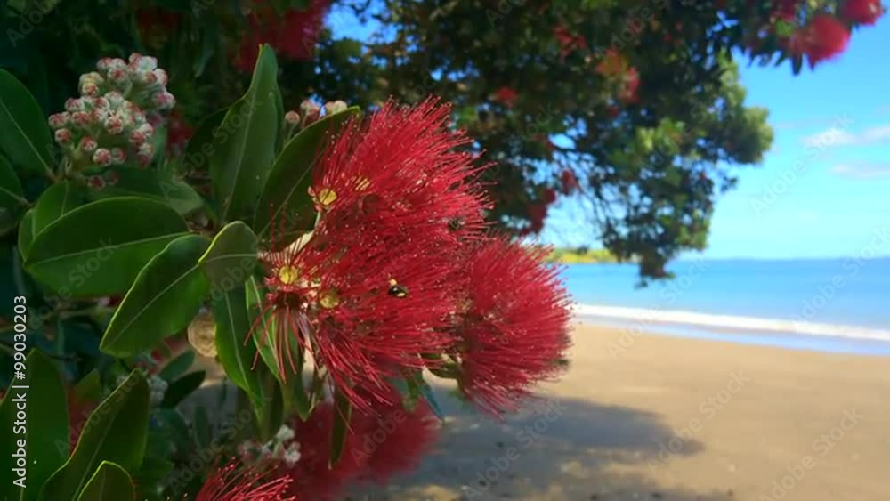 Pohutukawa red flowers blossom on the month of December over a sandy beach with a small fishing boat doubtless bay New Zealand. Pohutukawa red flowers blossom on the month of December over a sandy beach with a small fishing boat doubtless bay New Zealand.