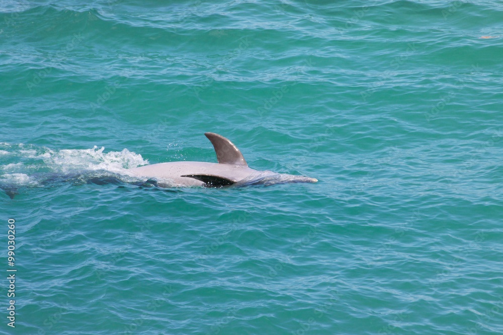 Obraz premium Dolphin/Swimming