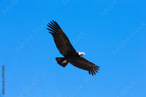 condor in sky