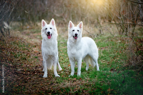 Two white Swiss sheepdogs are walking in the wood. Female and male of a white Swiss shepherd dog