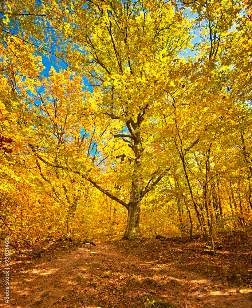 Fototapeta premium Nice autumnal scene