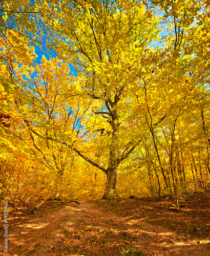 Nice autumnal scene