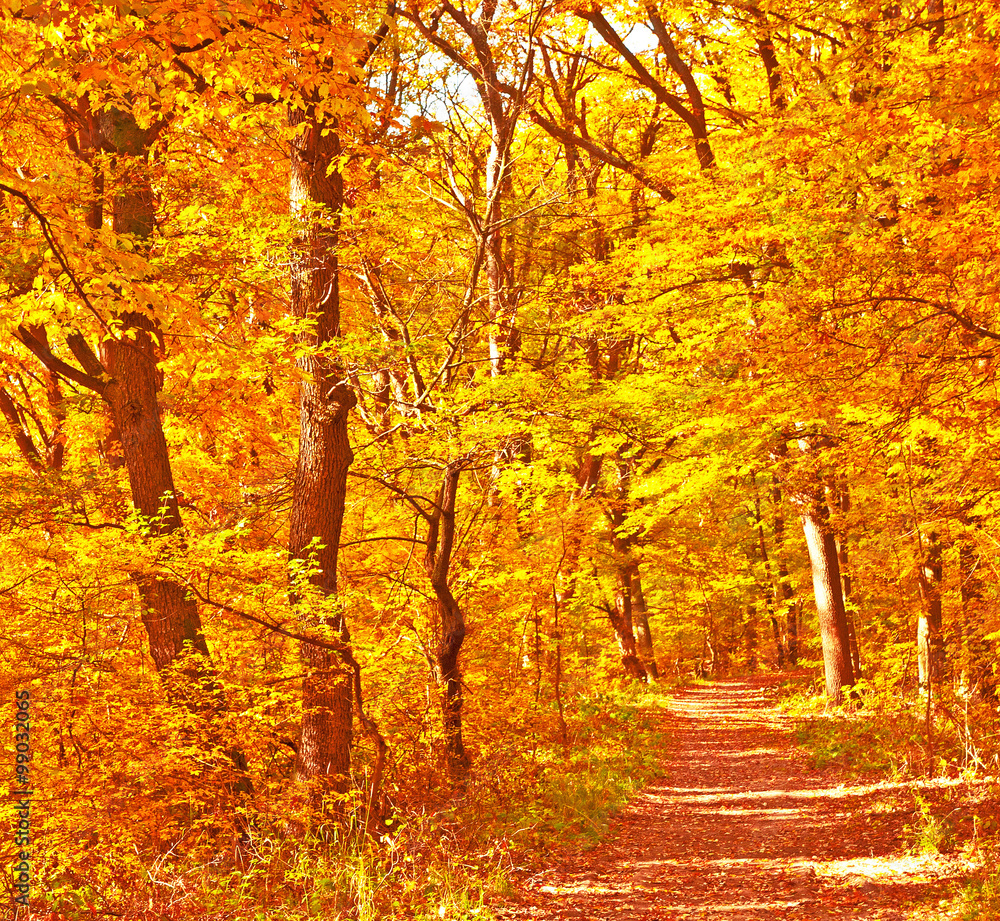 Fototapeta premium Nice autumnal scene in the forest