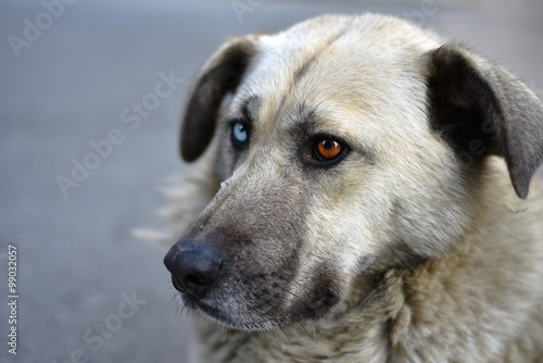 Homeless stray dog with different colored eyes. One eye is blue, other eye is brown. It is unique.