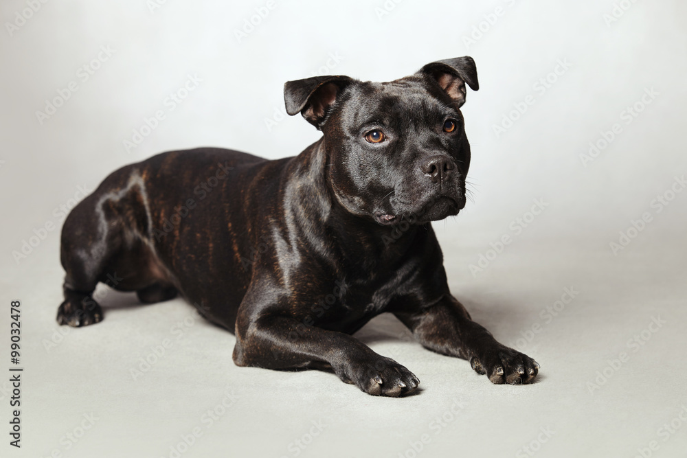 Staffordshire bull terrier laying in studio