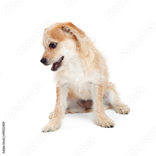 Cute Scruffy Terrier Dog Looking At Ground
