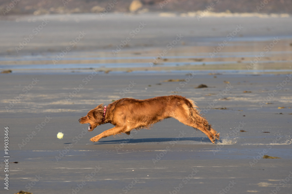 Fototapeta premium Irish Setter at full speed with open mouth attempting to catch a tennis ball