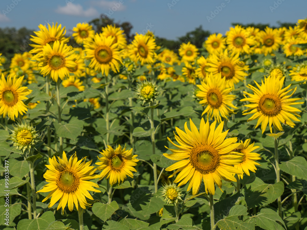 Fototapeta premium Sunflowers field
