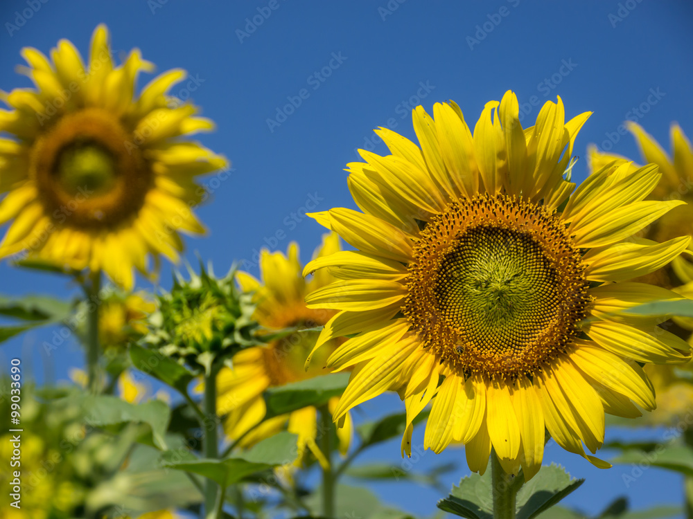 Sunflowers Sunflowers