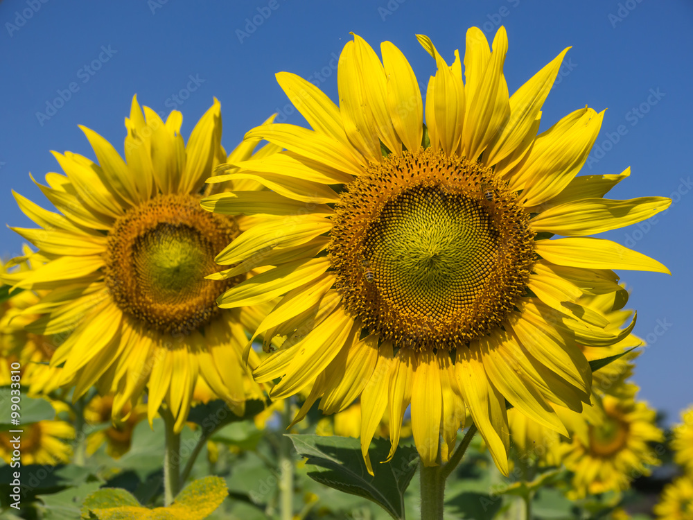 Sunflowers Sunflowers