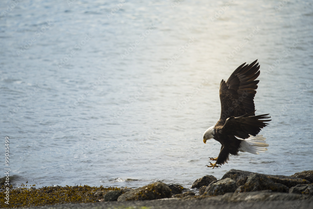 Naklejka premium Wild Bald Eagle on the coast Haida Gwaii British Columbia Canada
