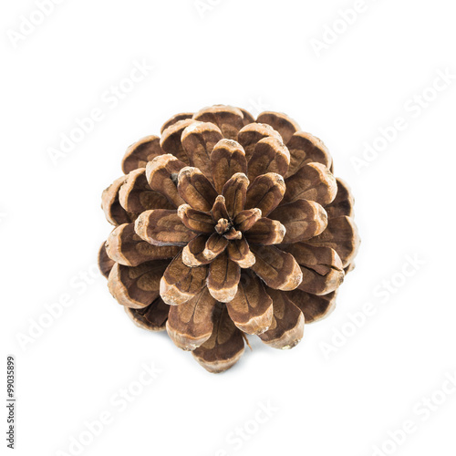 Pine seed on white table