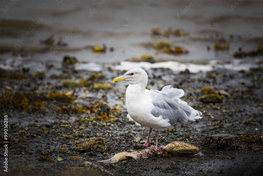 Herring Gulls Herring Gulls