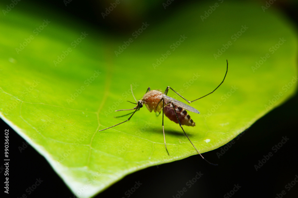 mosquito on green leaf mosquito on green leaf