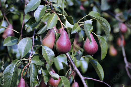 Juicy red pears on branches in a garden