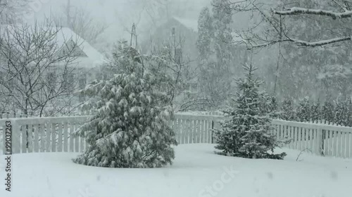 Back yard with snow falling on two evergreen trees.