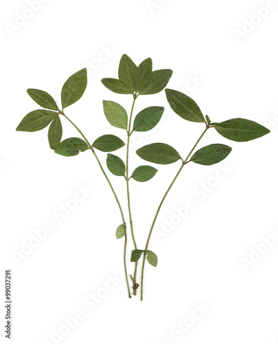 Leaves of cherry wood. Herbarium. Dried herbs. Composition of the leaves on a white background. 
