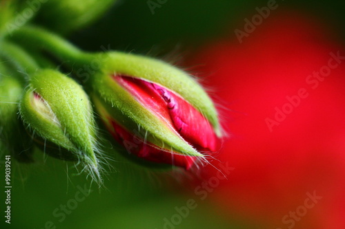 Fototapeta Naklejka Na Ścianę i Meble -  bouton de géranium