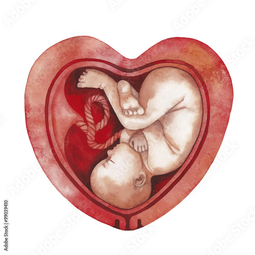 Watercolor fetus inside the womb