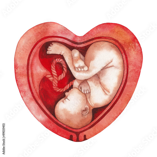 Watercolor fetus inside the womb photo