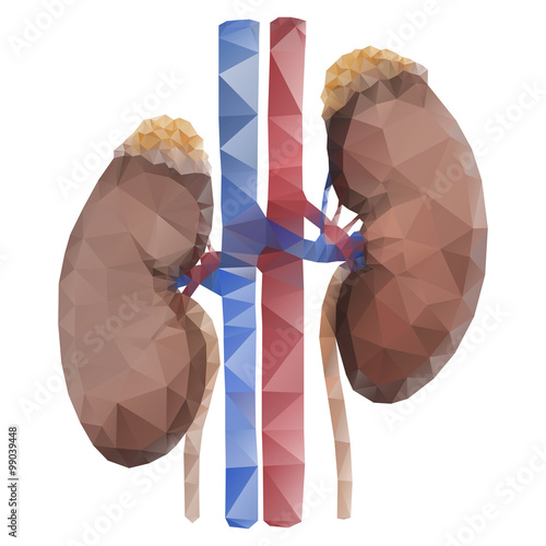 Vector polygonal kidney