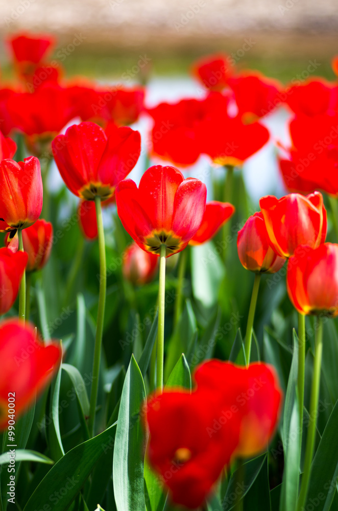 Tulip at showa memorial park,tokyo,tour of japan Tulip at showa memorial park,tokyo,tour of japan