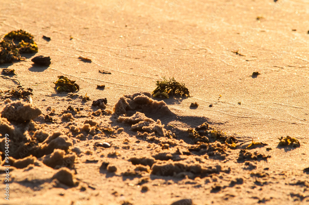 Obraz premium beach of golden sand with traces of a sunny day