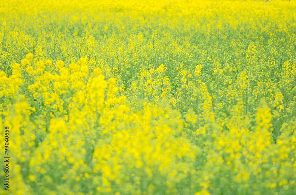 canola flower canola flower