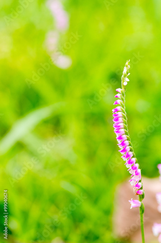 Spiranthes flower photo