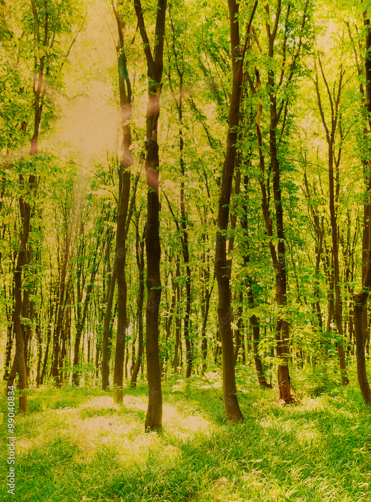 Naklejka premium vintage forest background