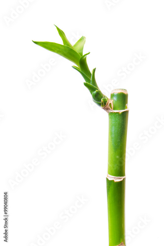 green bamboo