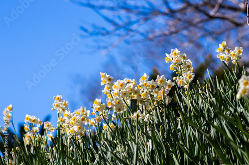narcissus flower at hota area chiba,tourism of japan