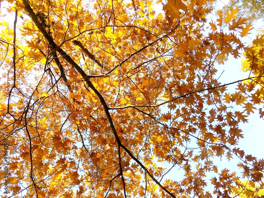 Yellow leaves on tree in autumn