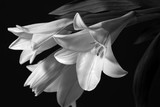 lilies monochrome image
