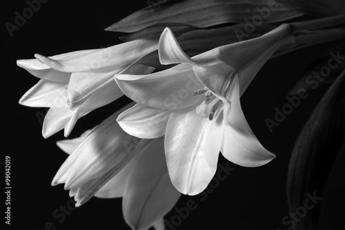 Fototapeta Naklejka Na Ścianę i Meble -  lilies monochrome image